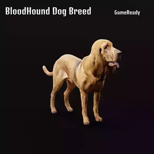 Bloodhound Dog Breed 3D model