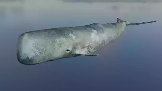 Whale 