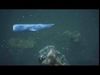 Whale  Low-poly 3D model_1