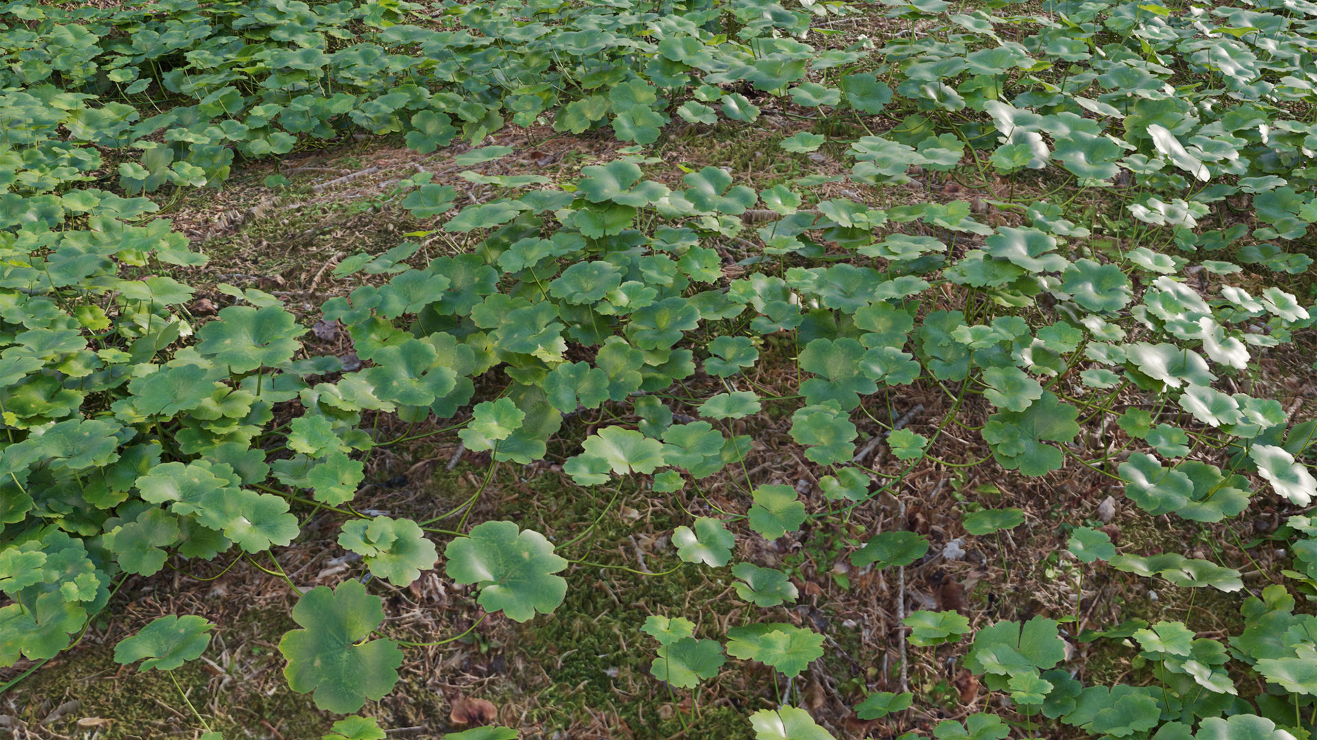 Collection 20 - Grasses 3D model_36