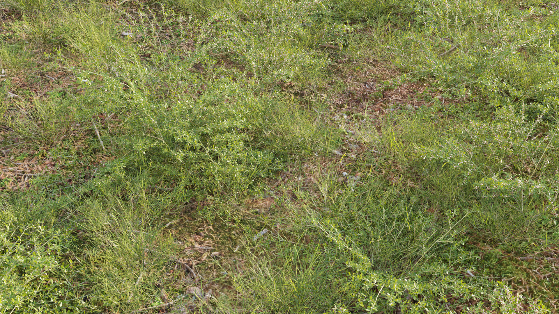 Collection 20 - Grasses 3D model_49