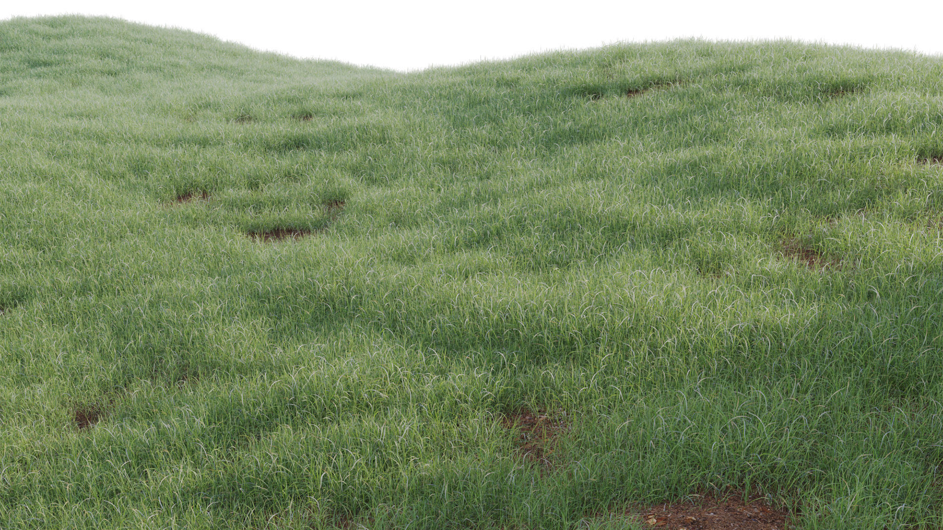 Collection 20 - Grasses 3D model_40