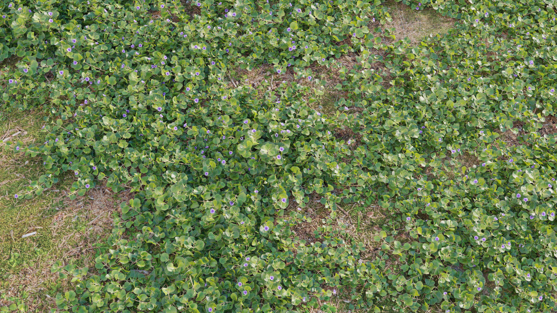 Collection 20 - Grasses 3D model_53