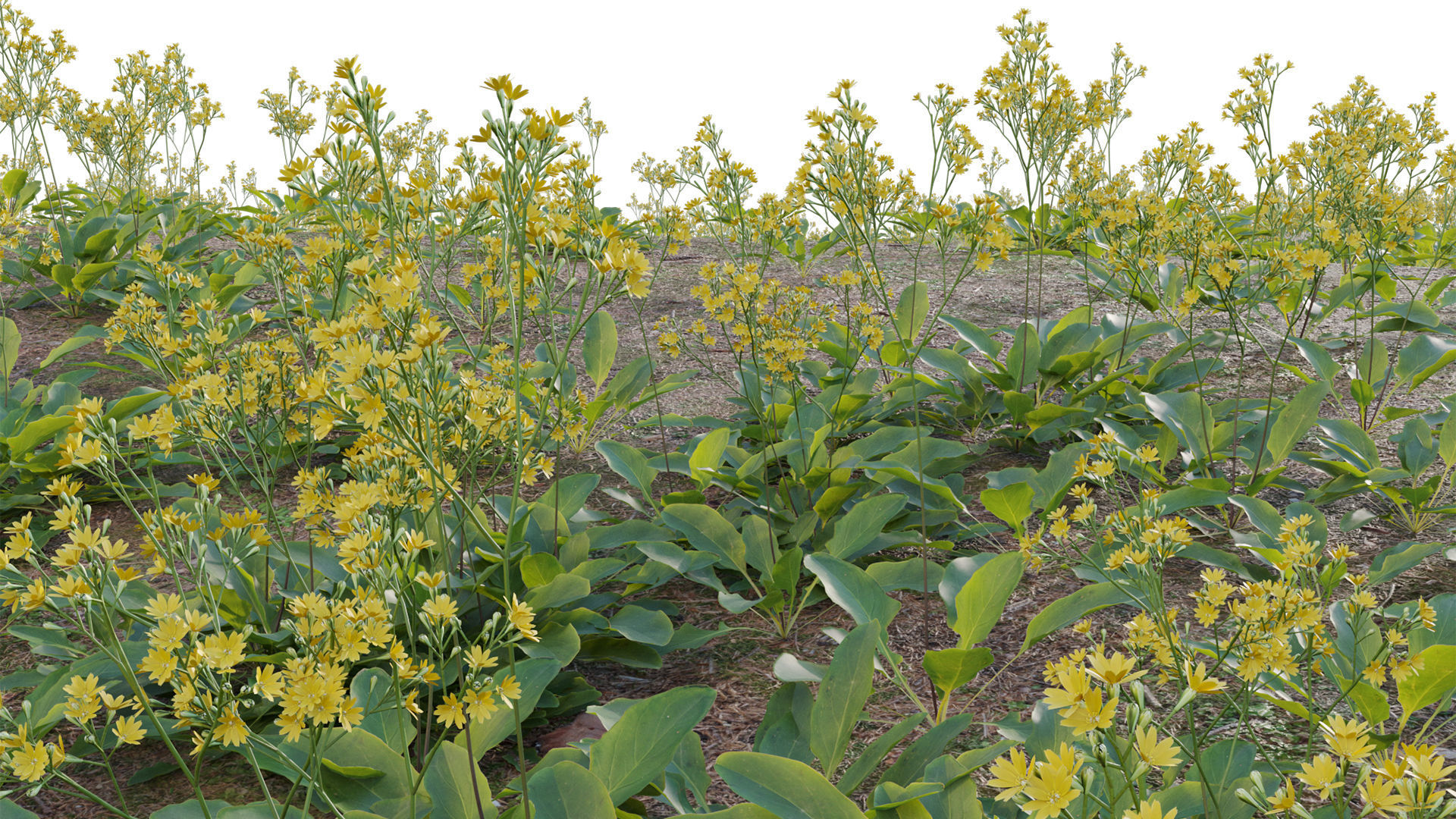 Collection 20 - Grasses 3D model_58