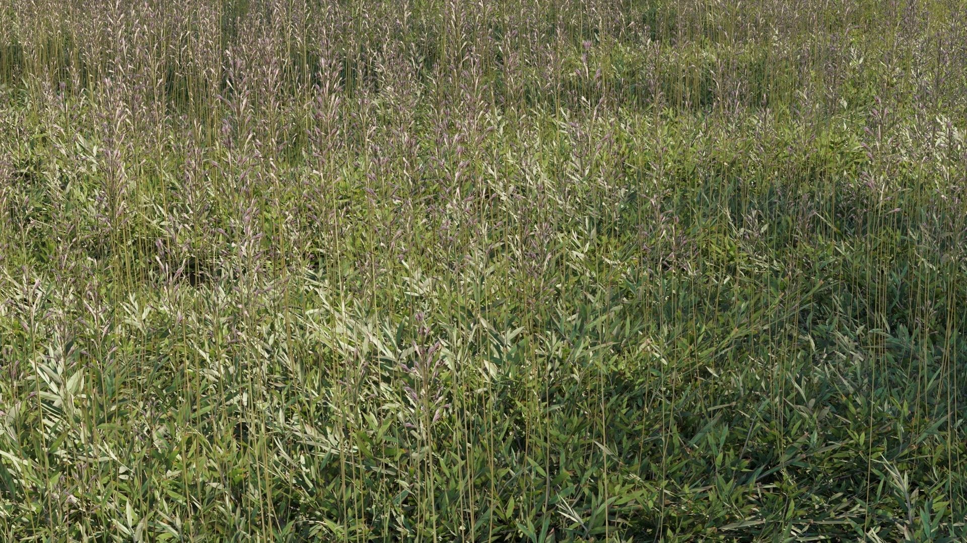 Collection 20 - Grasses 3D model_13