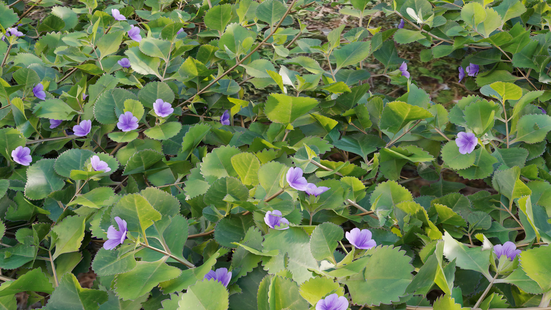 Collection 20 - Grasses 3D model_52