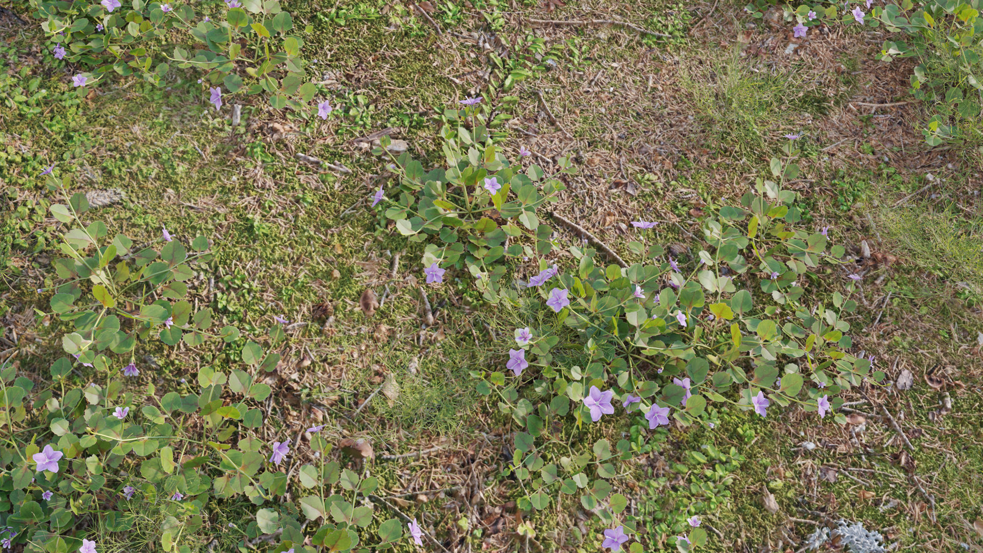 Collection 20 - Grasses 3D model_57