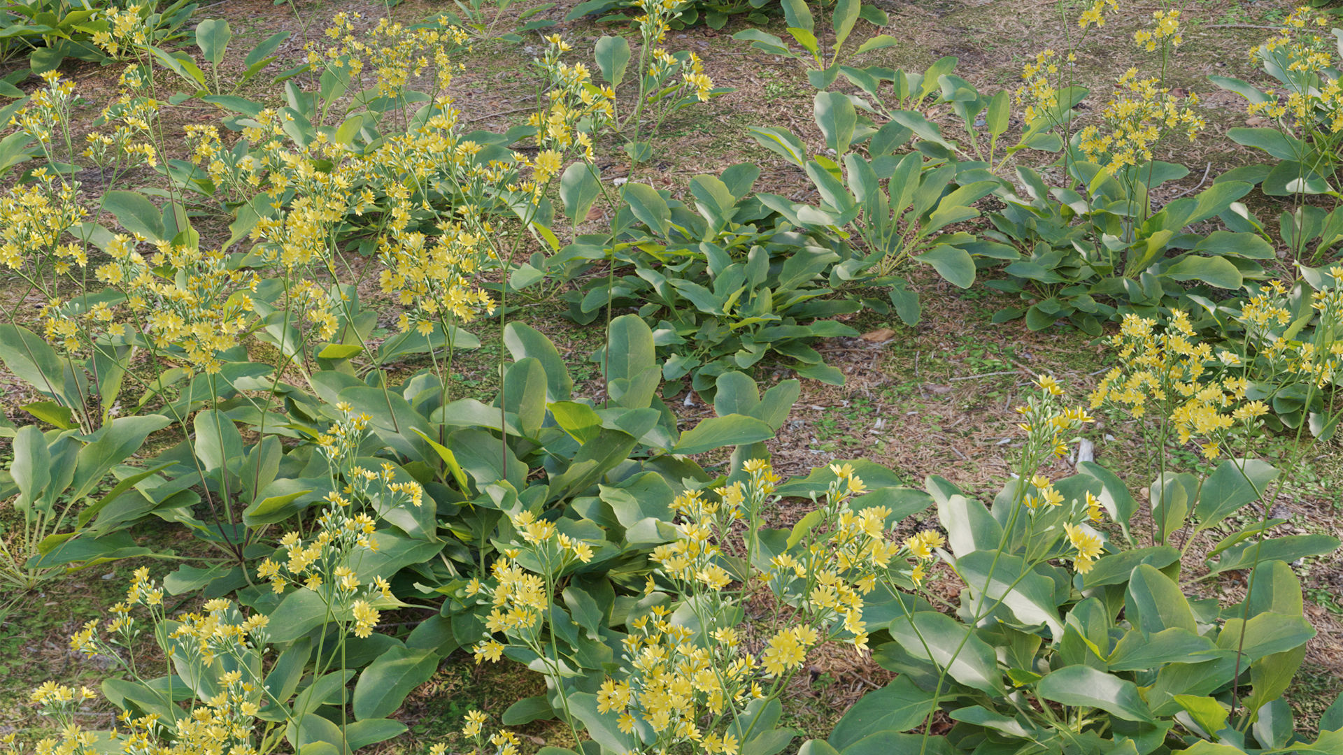 Collection 20 - Grasses 3D model_60