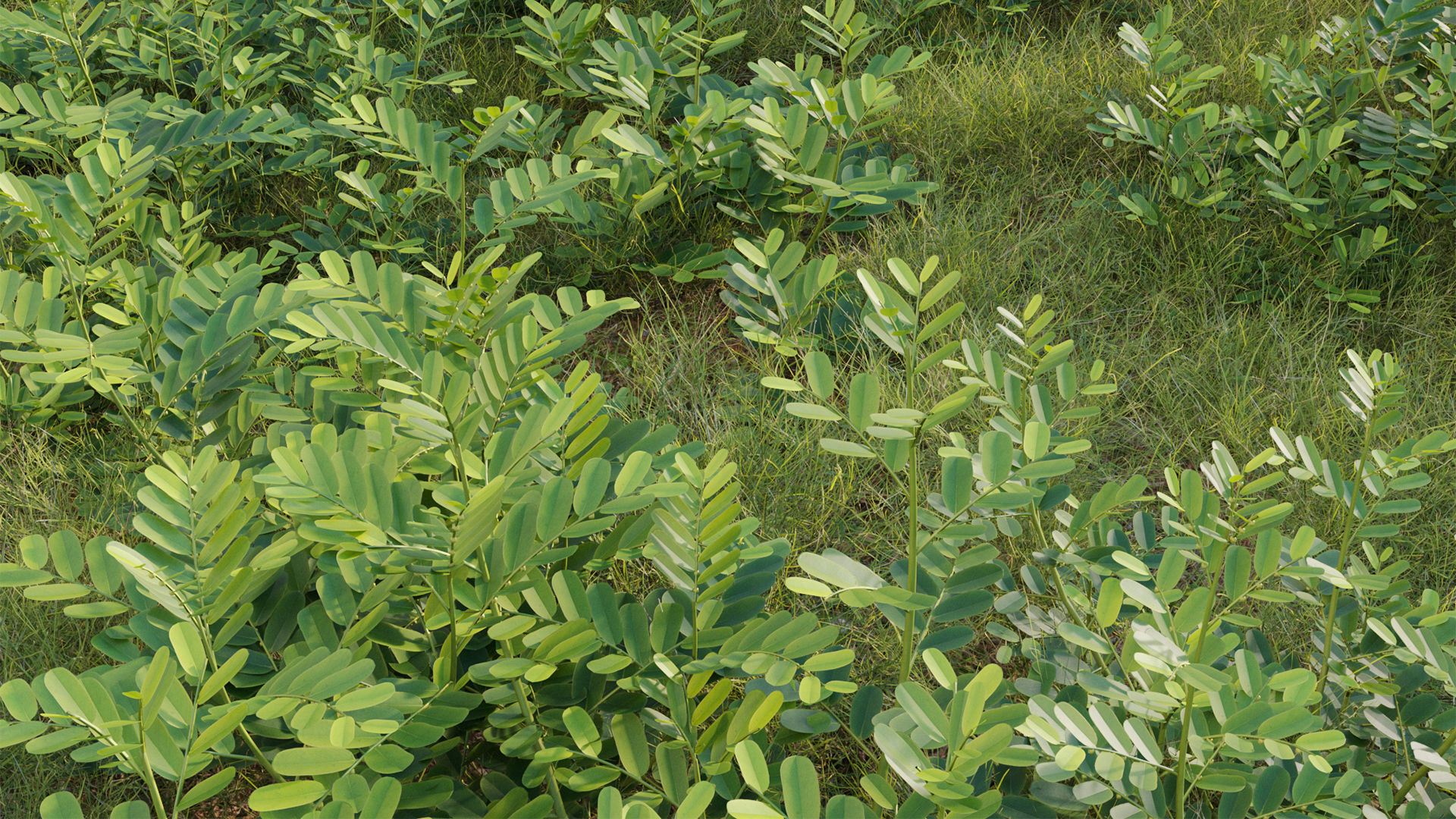 Collection 20 - Grasses 3D model_46