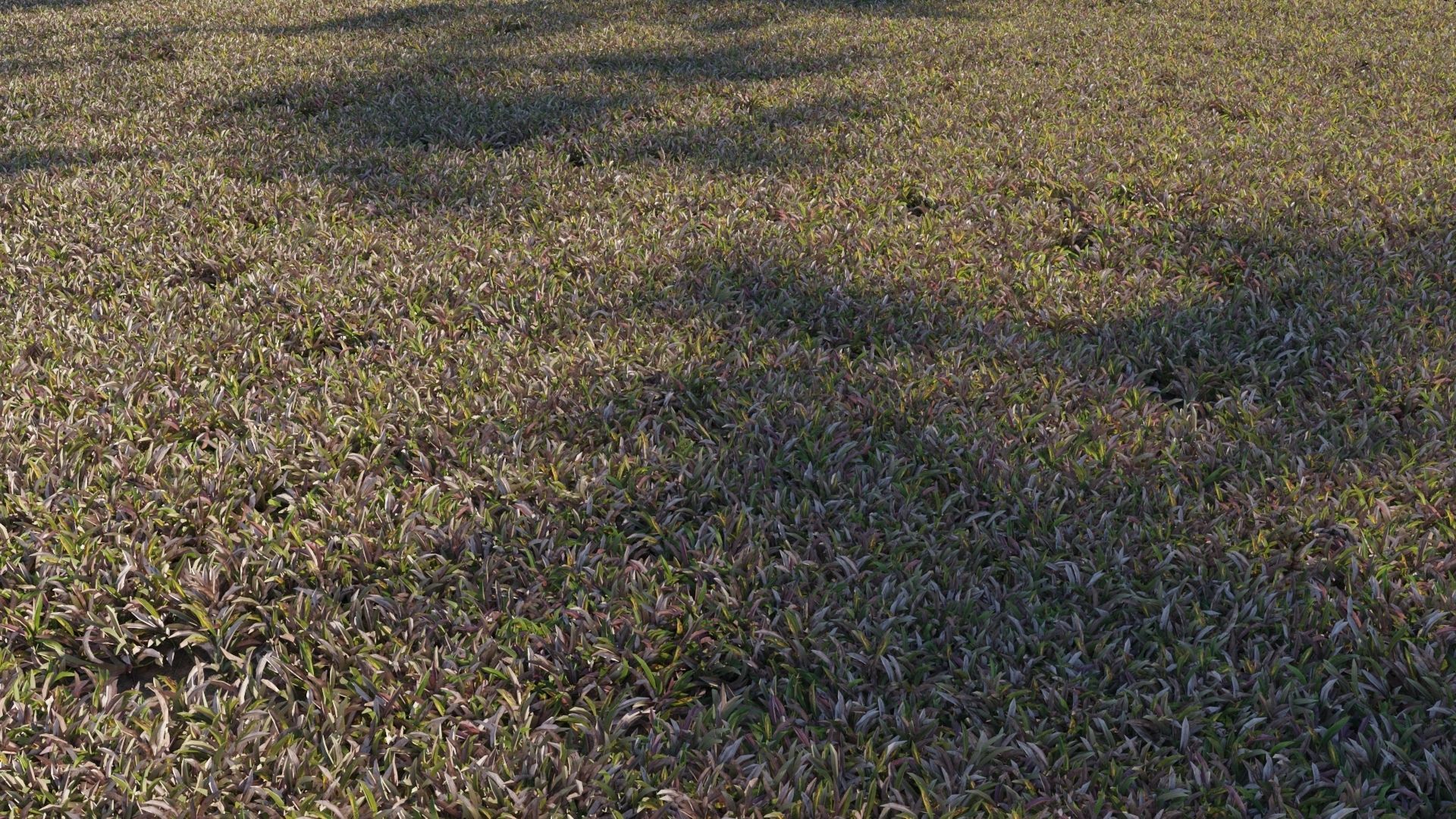 Collection 20 - Grasses 3D model_5