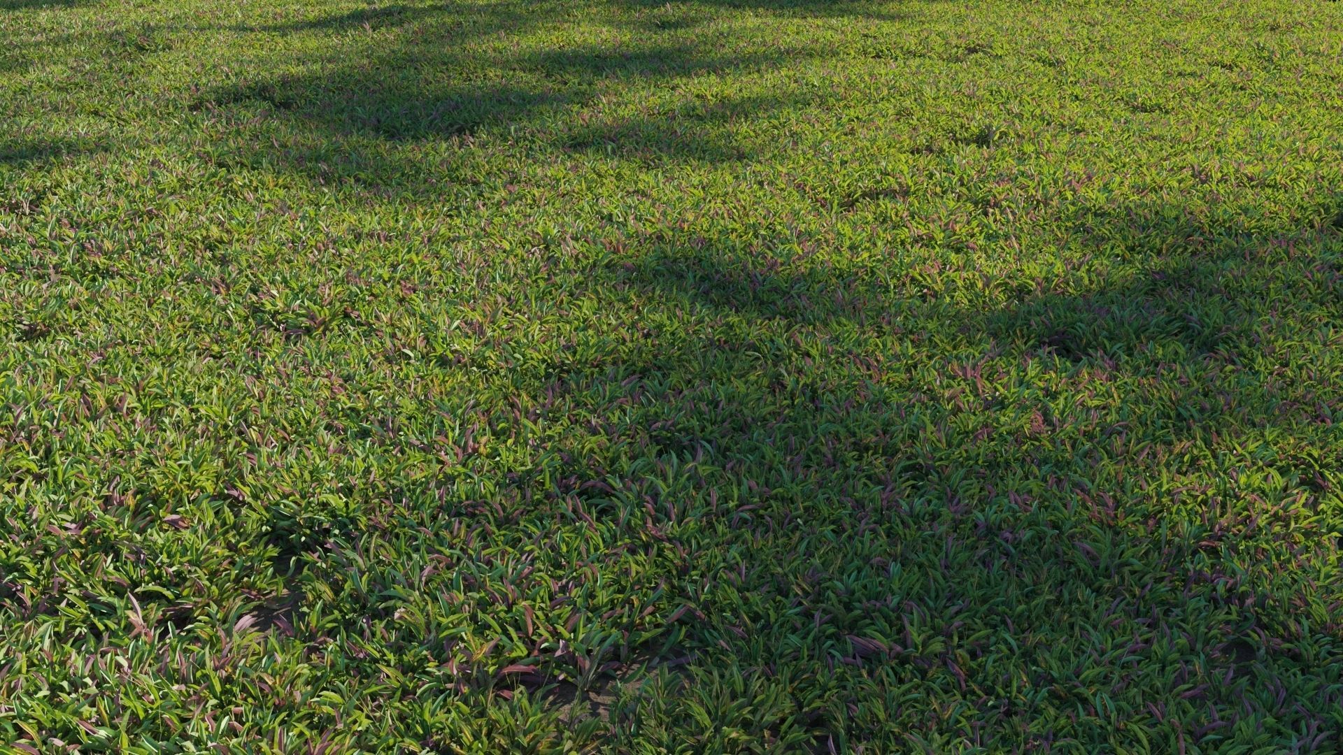 Collection 20 - Grasses 3D model_8