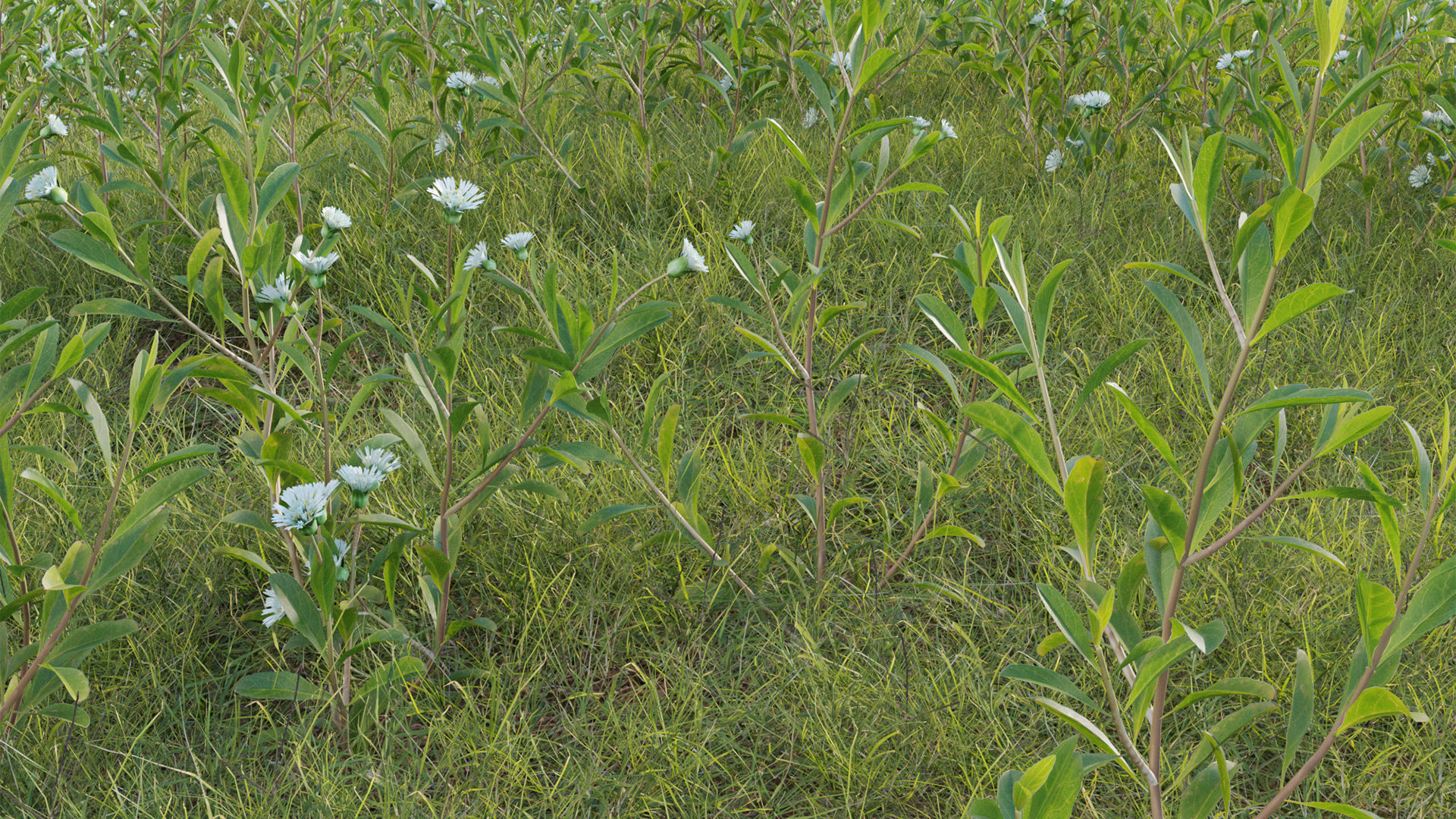 Collection 20 - Grasses 3D model_30