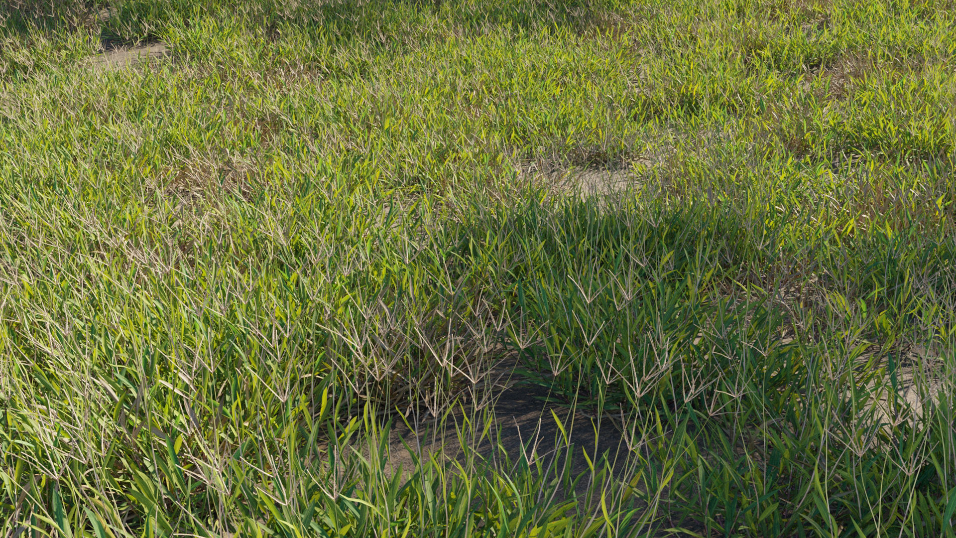 Collection 20 - Grasses 3D model_23