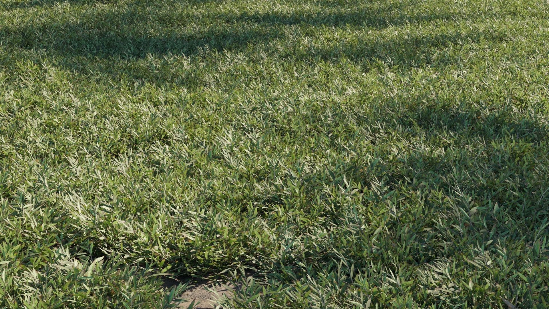 Collection 20 - Grasses 3D model_15