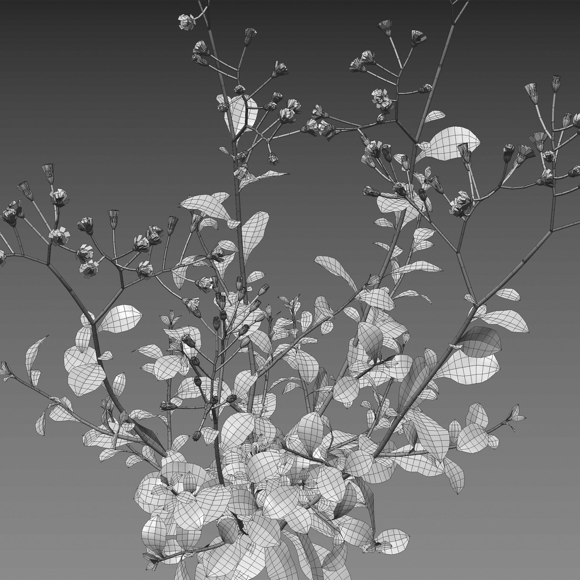 Collection 20 - Grasses 3D model_16