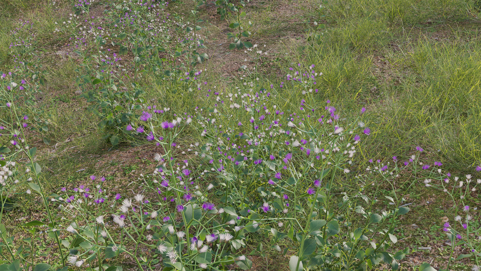 Collection 20 - Grasses 3D model_19