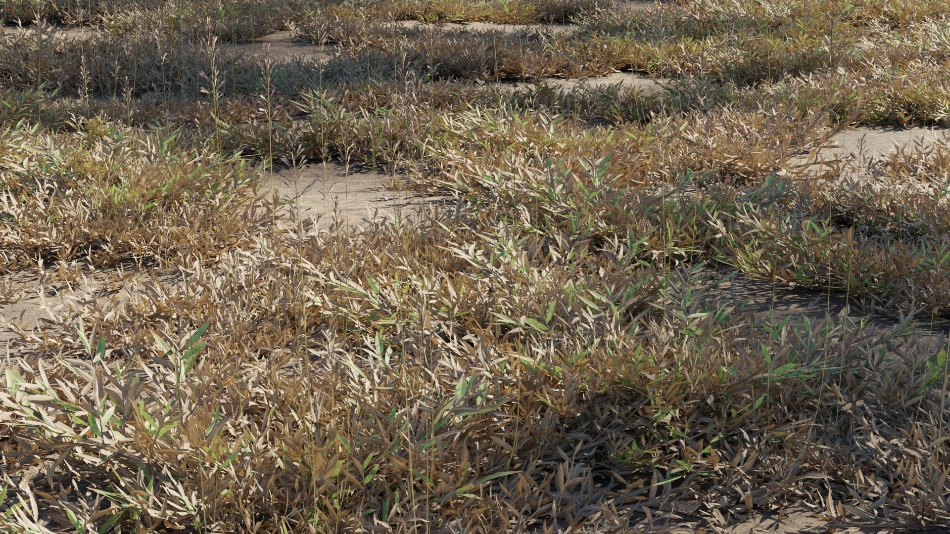 Collection 20 - Grasses 3D model_11