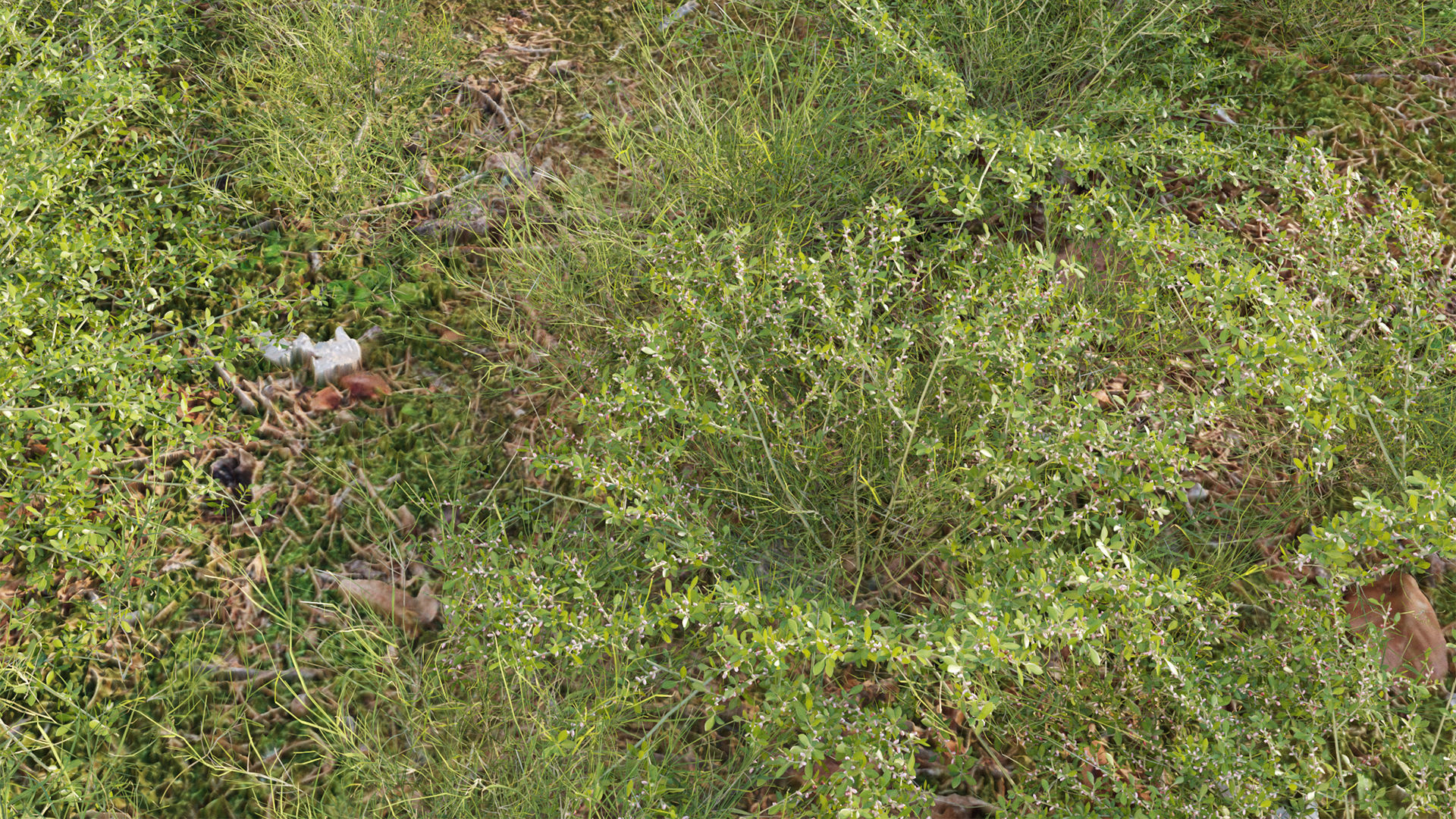 Collection 20 - Grasses 3D model_50