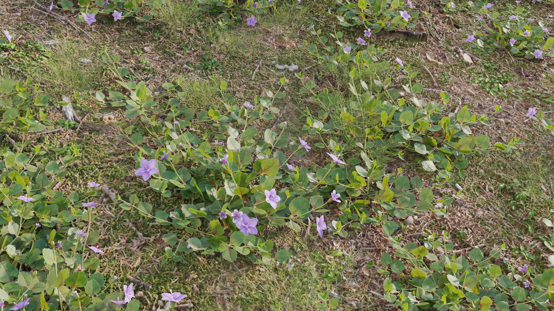 Collection 20 - Grasses 3D model_56