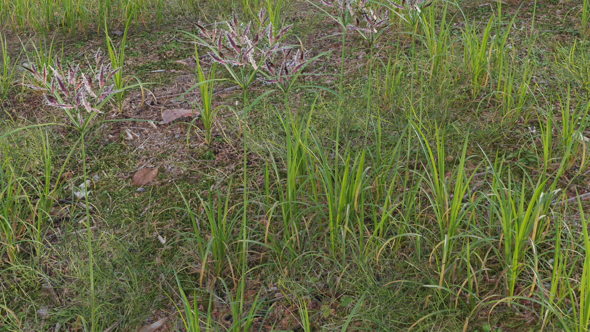 Collection 20 - Grasses 3D model_28