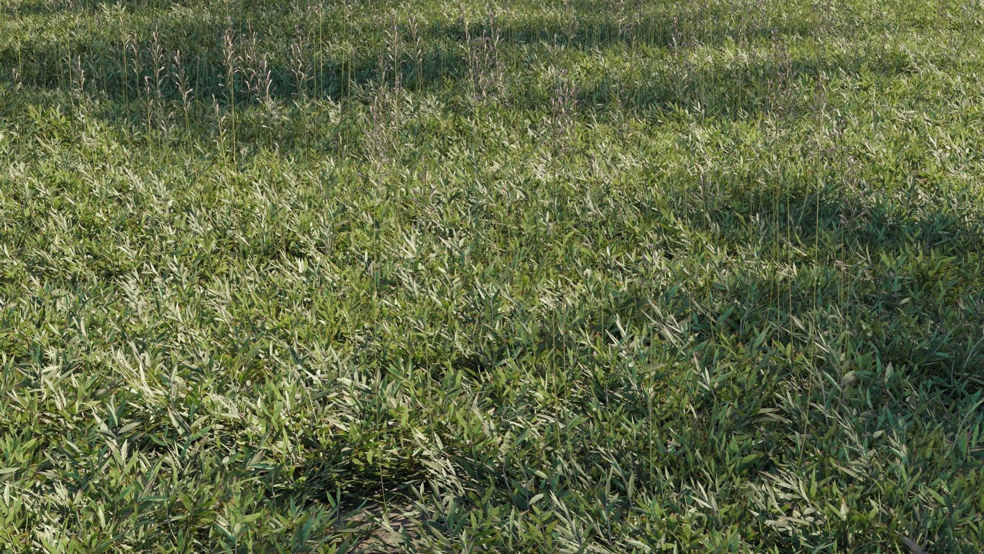 Collection 20 - Grasses 3D model_14