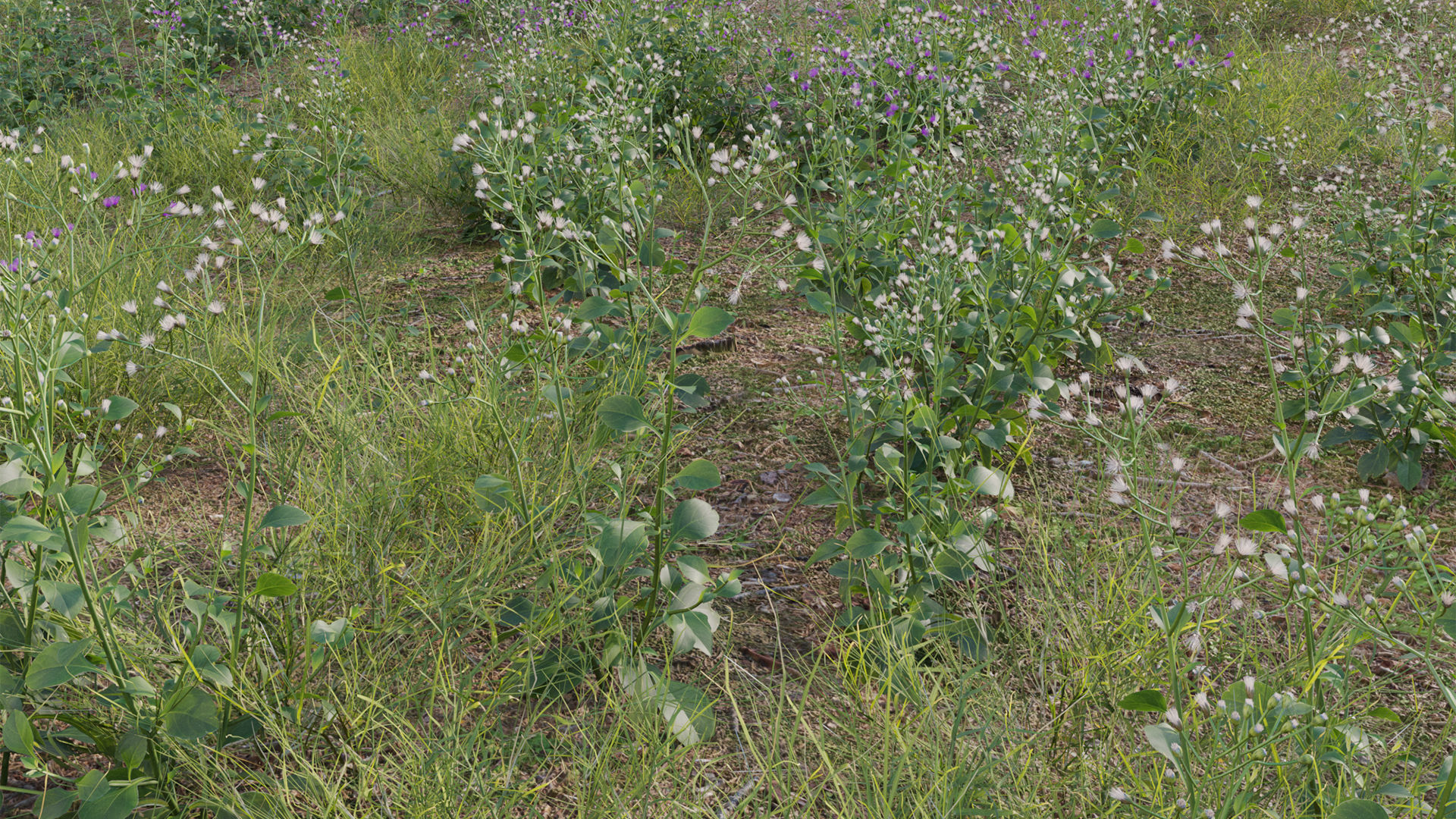 Collection 20 - Grasses 3D model_18