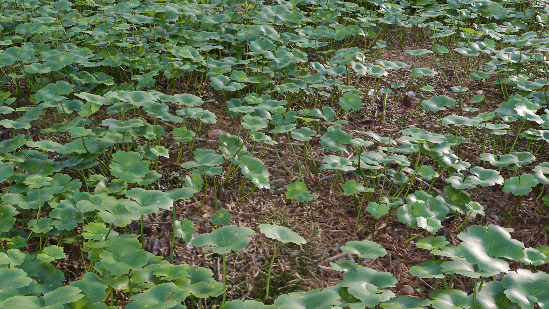 Collection 20 - Grasses 3D model_33