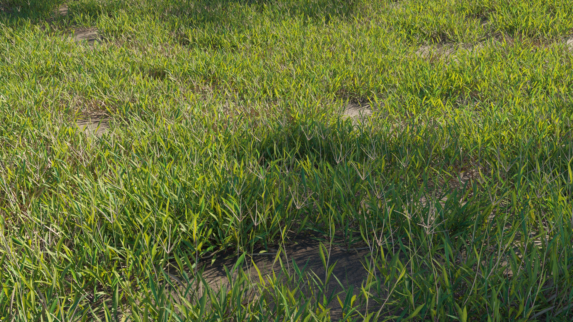 Collection 20 - Grasses 3D model_24