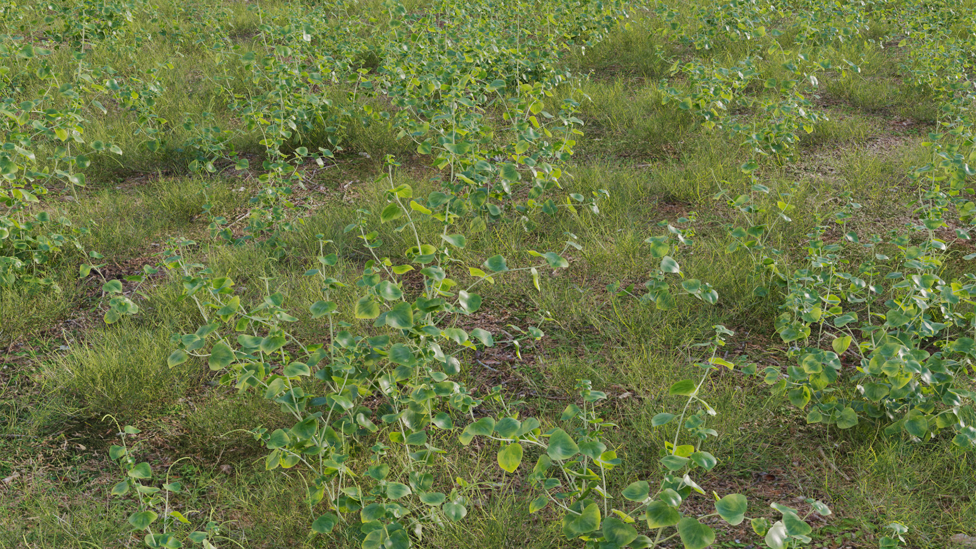 Collection 20 - Grasses 3D model_44