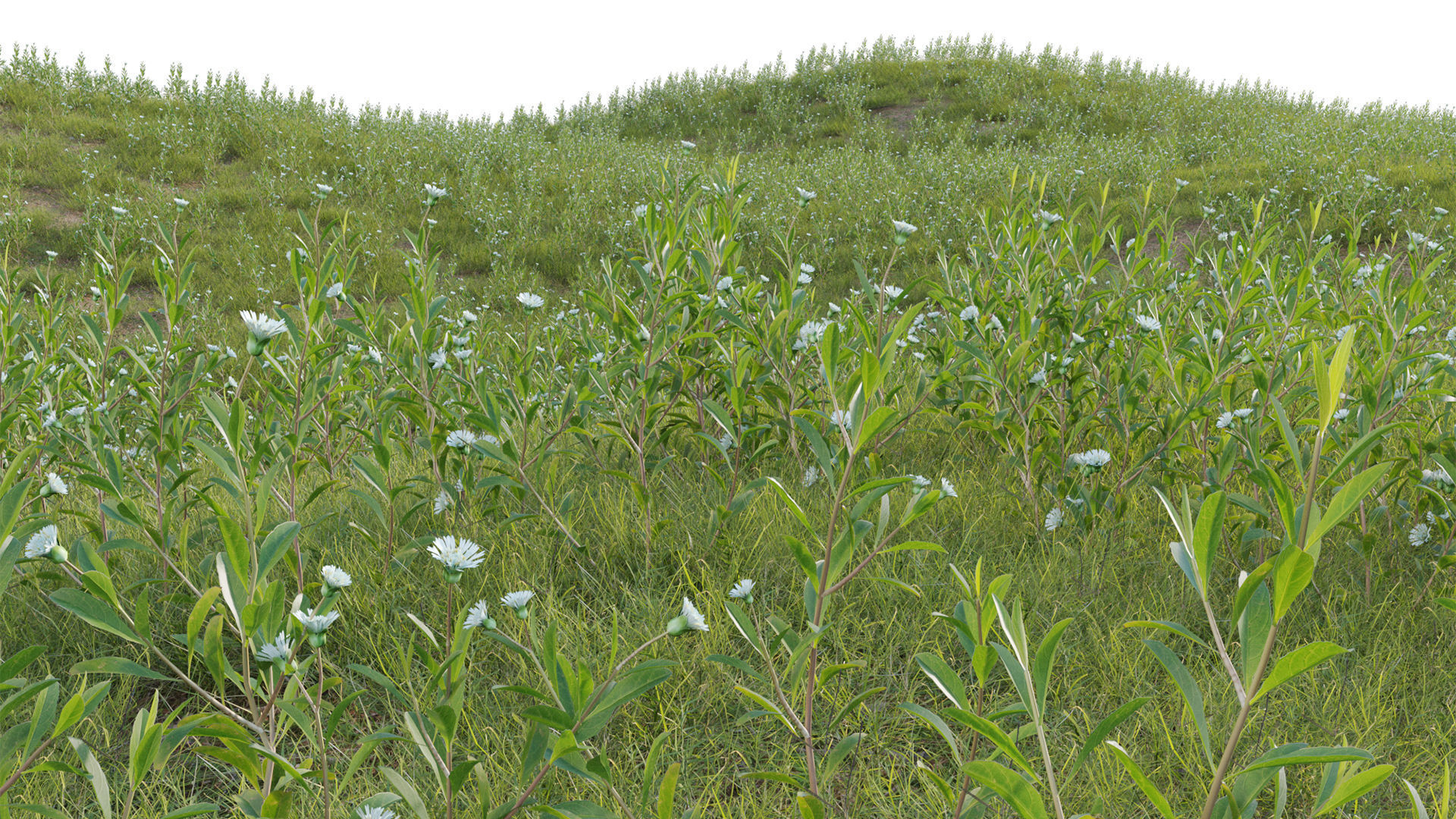 Collection 20 - Grasses 3D model_29
