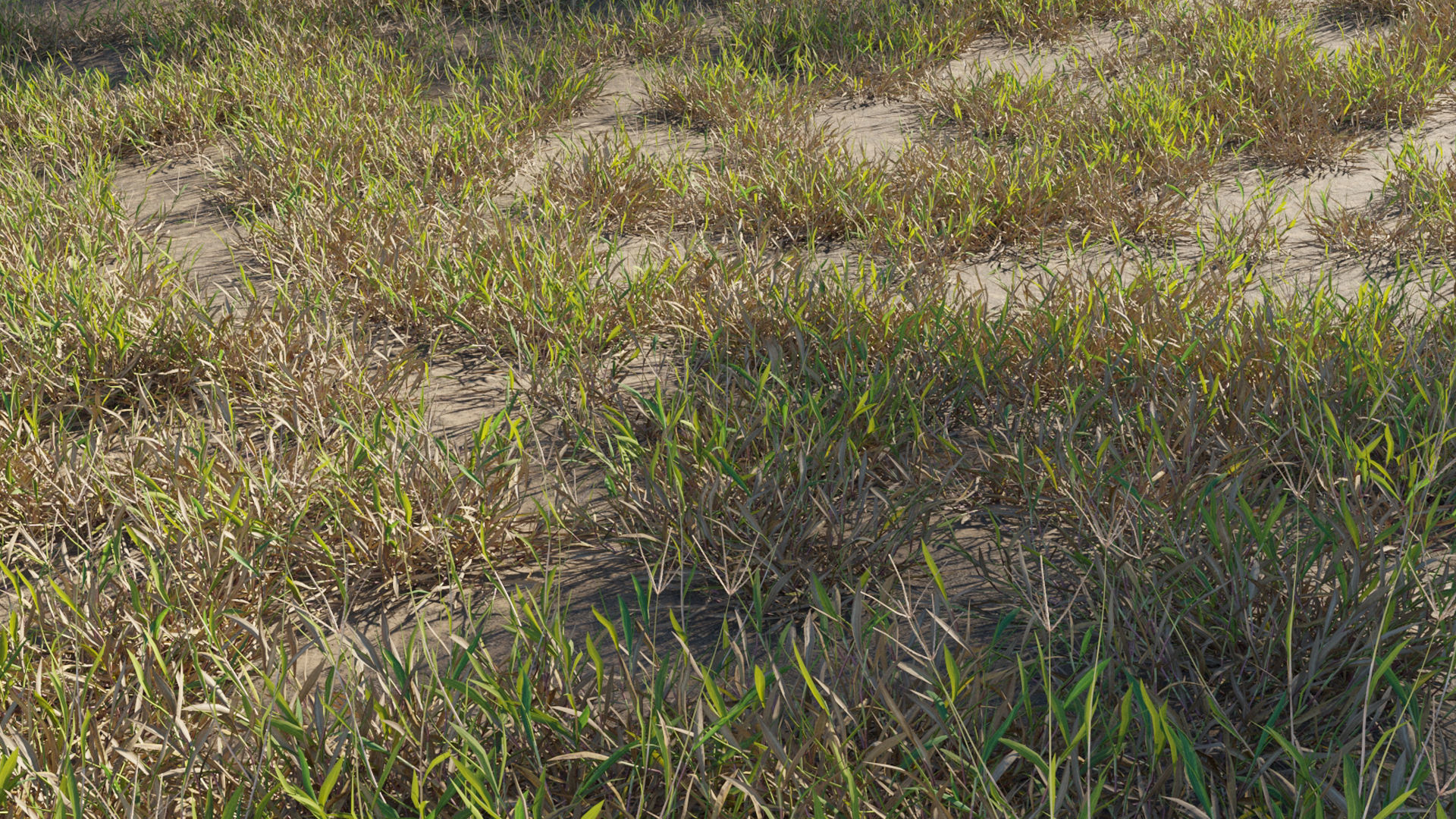 Collection 20 - Grasses 3D model_22