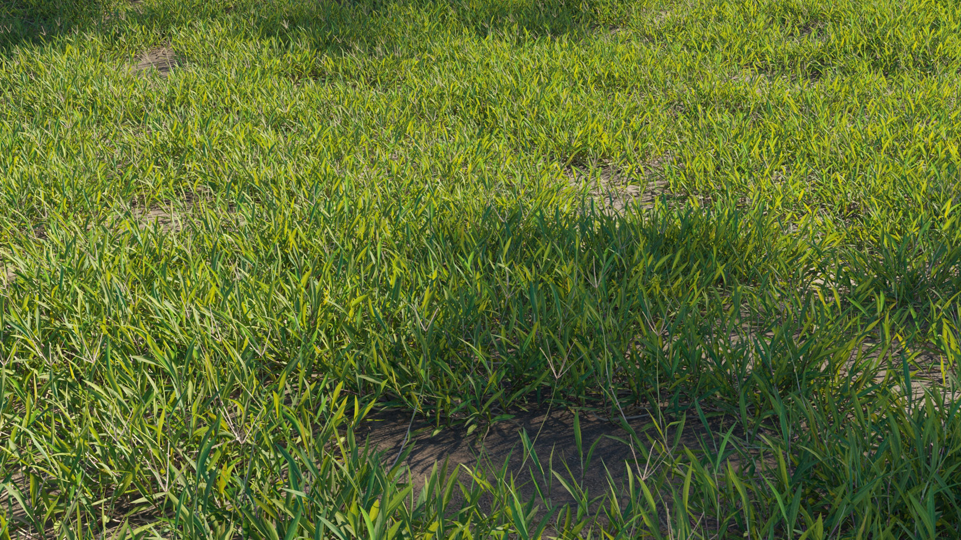 Collection 20 - Grasses 3D model_26