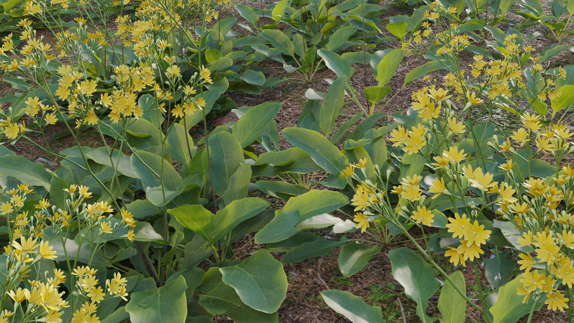 Collection 20 - Grasses 3D model_59