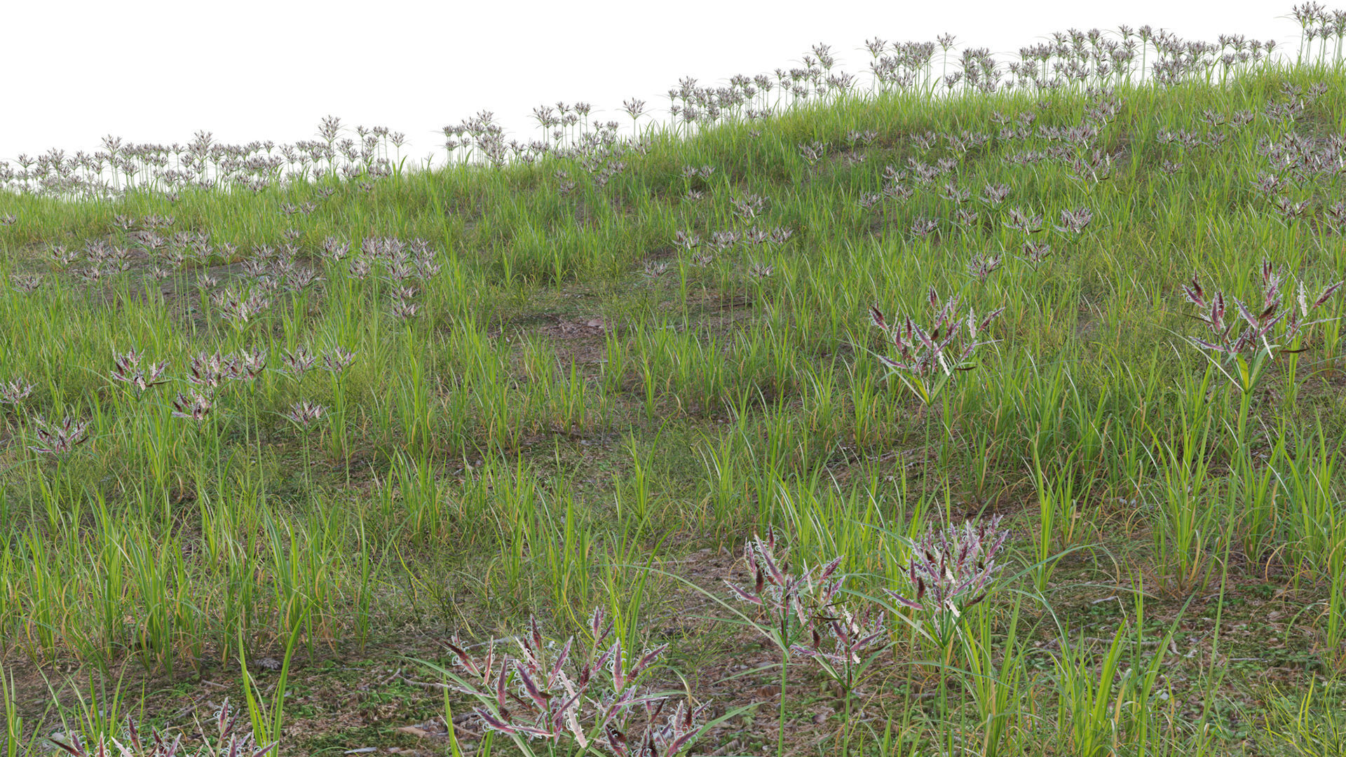 Collection 20 - Grasses 3D model_27