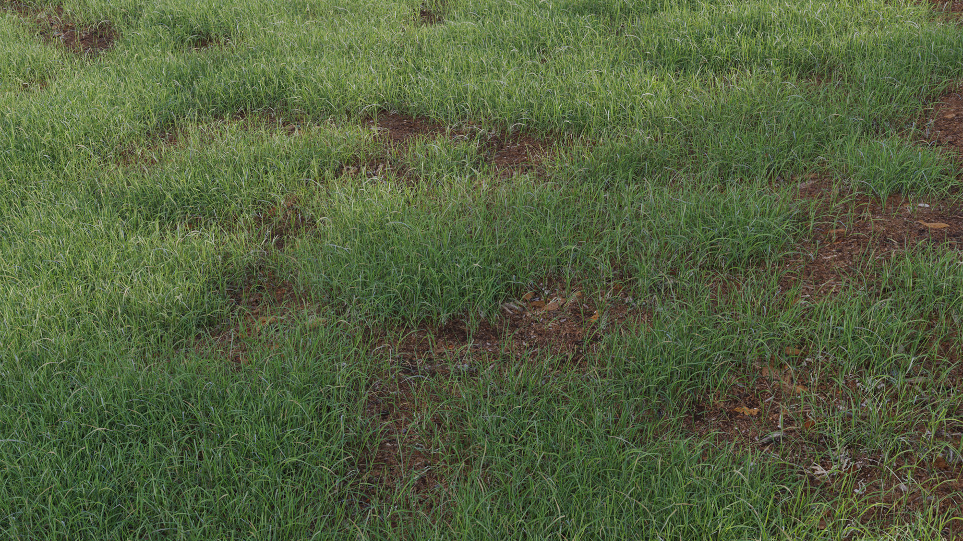 Collection 20 - Grasses 3D model_41