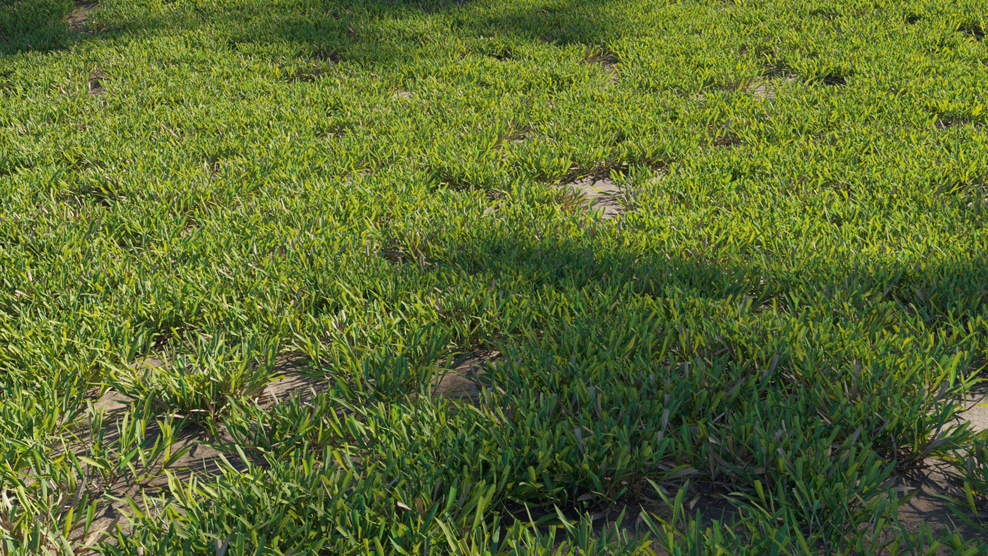 Collection 20 - Grasses 3D model_21