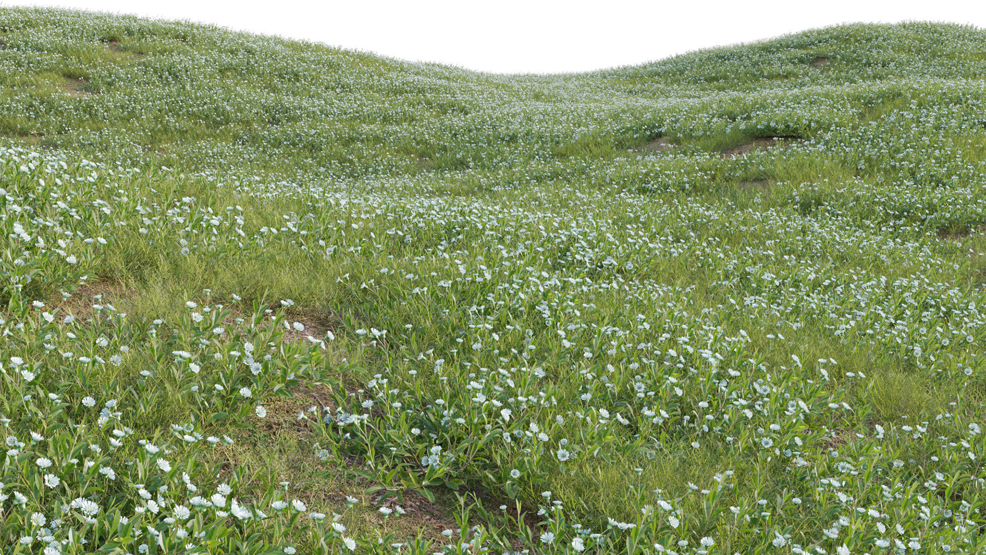 Collection 20 - Grasses 3D model_31