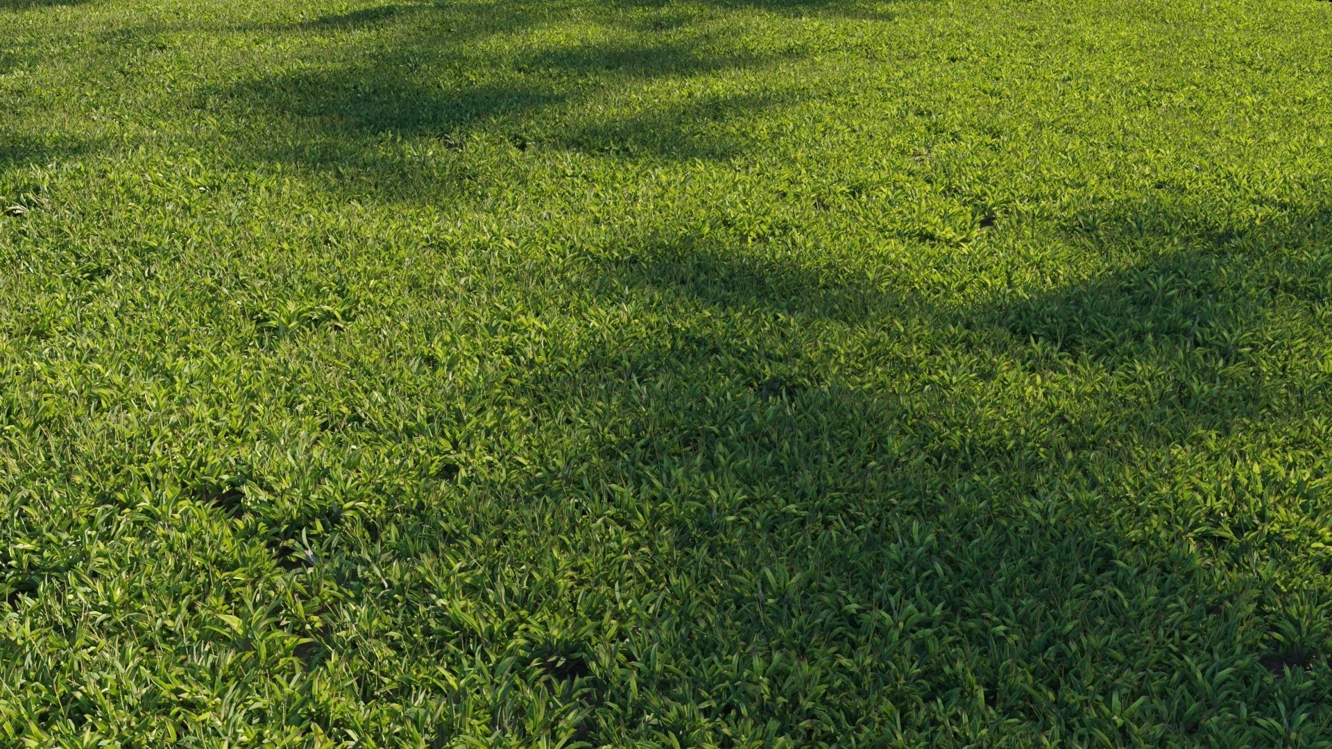 Collection 20 - Grasses 3D model_6