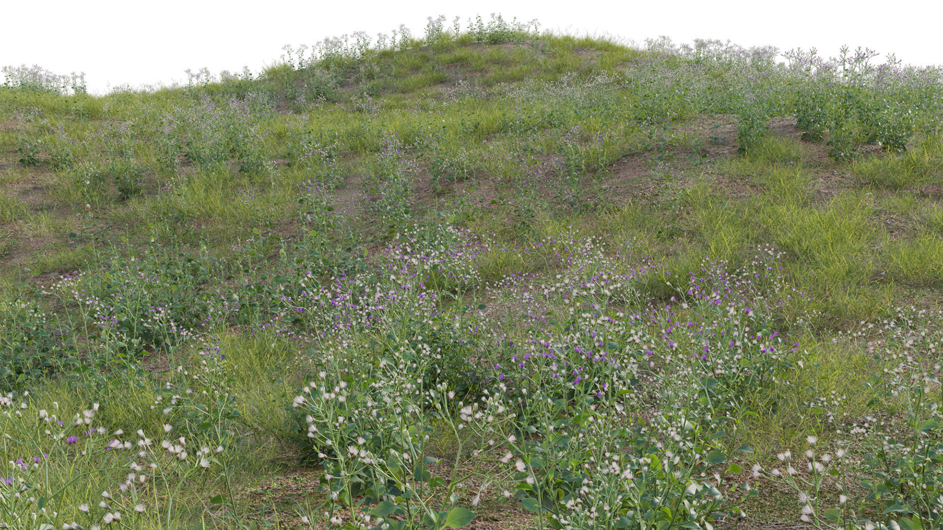 Collection 20 - Grasses 3D model_17