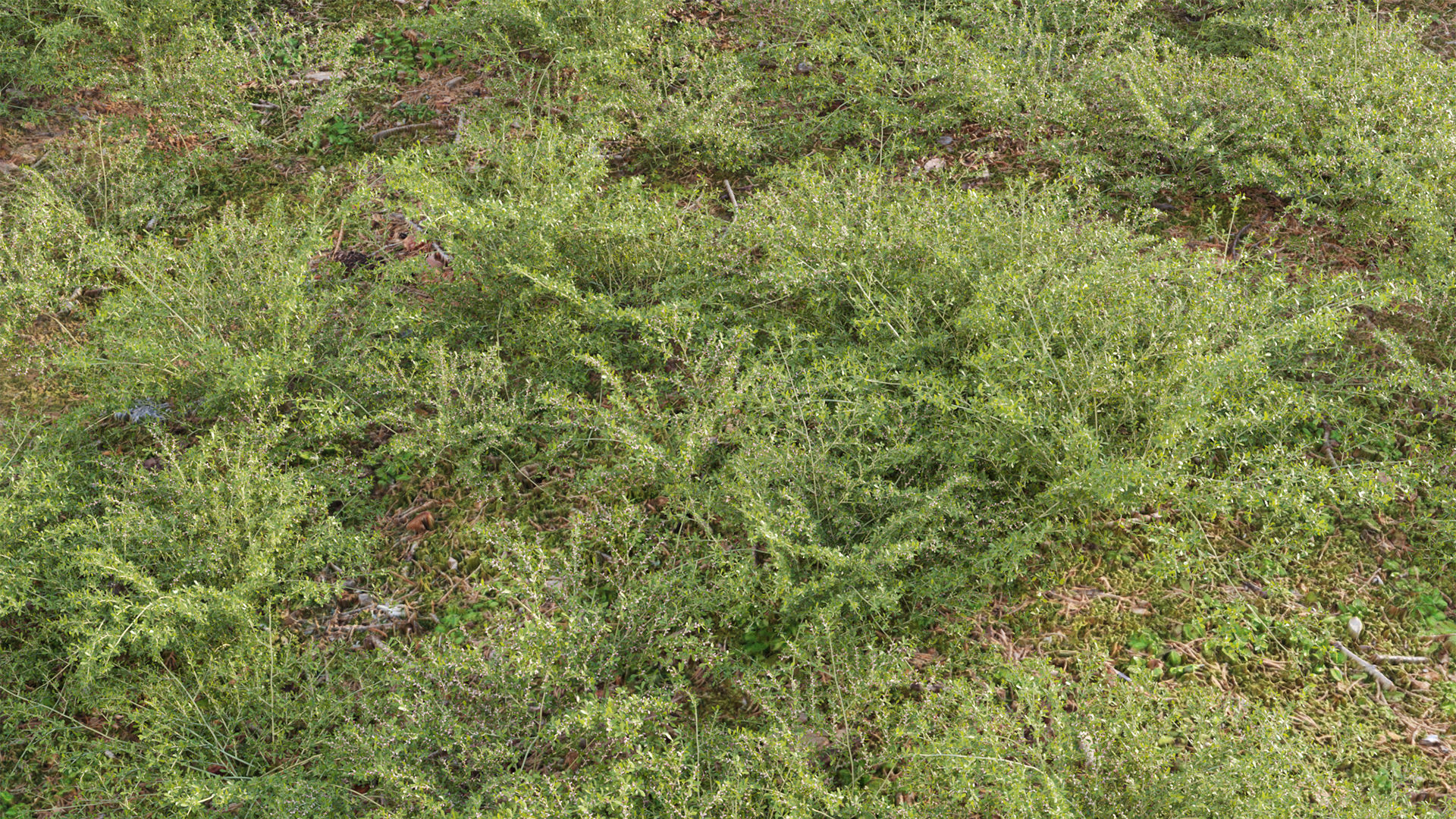 Collection 20 - Grasses 3D model_47