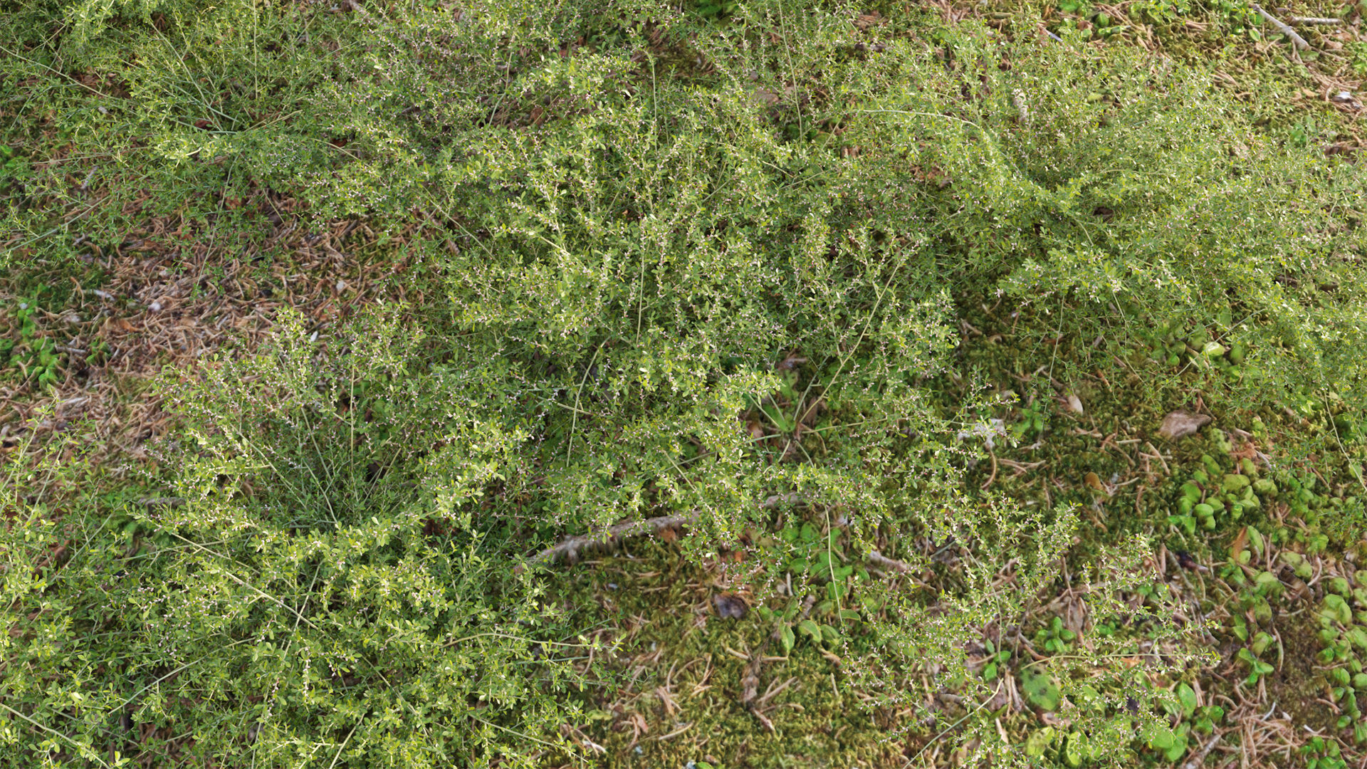 Collection 20 - Grasses 3D model_48