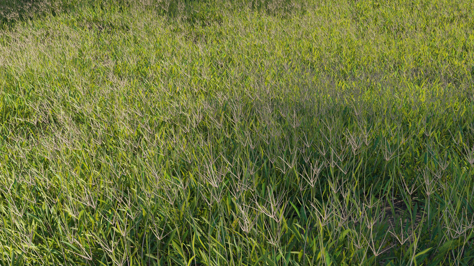 Collection 20 - Grasses 3D model_25