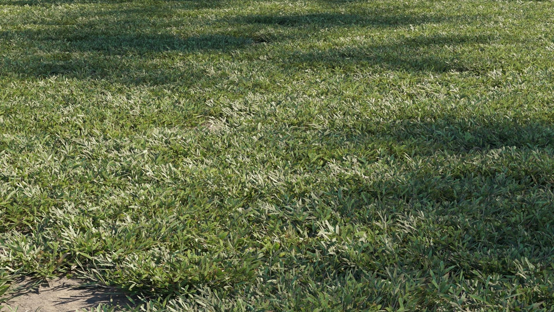 Collection 20 - Grasses 3D model_9