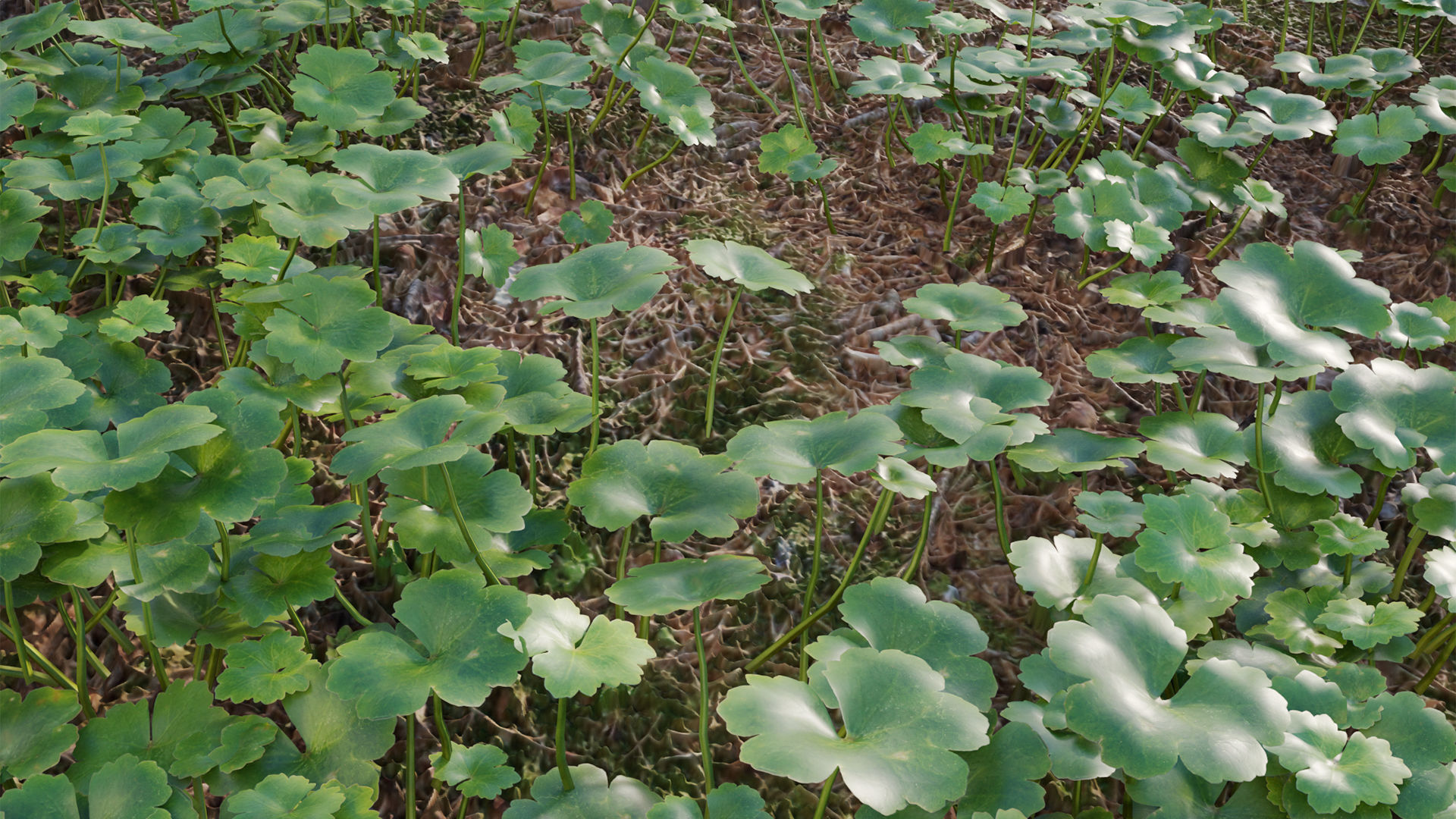 Collection 20 - Grasses 3D model_34