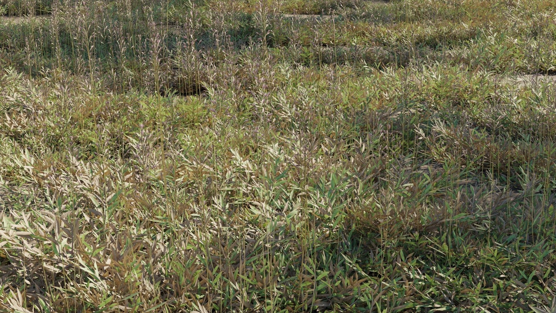 Collection 20 - Grasses 3D model_12