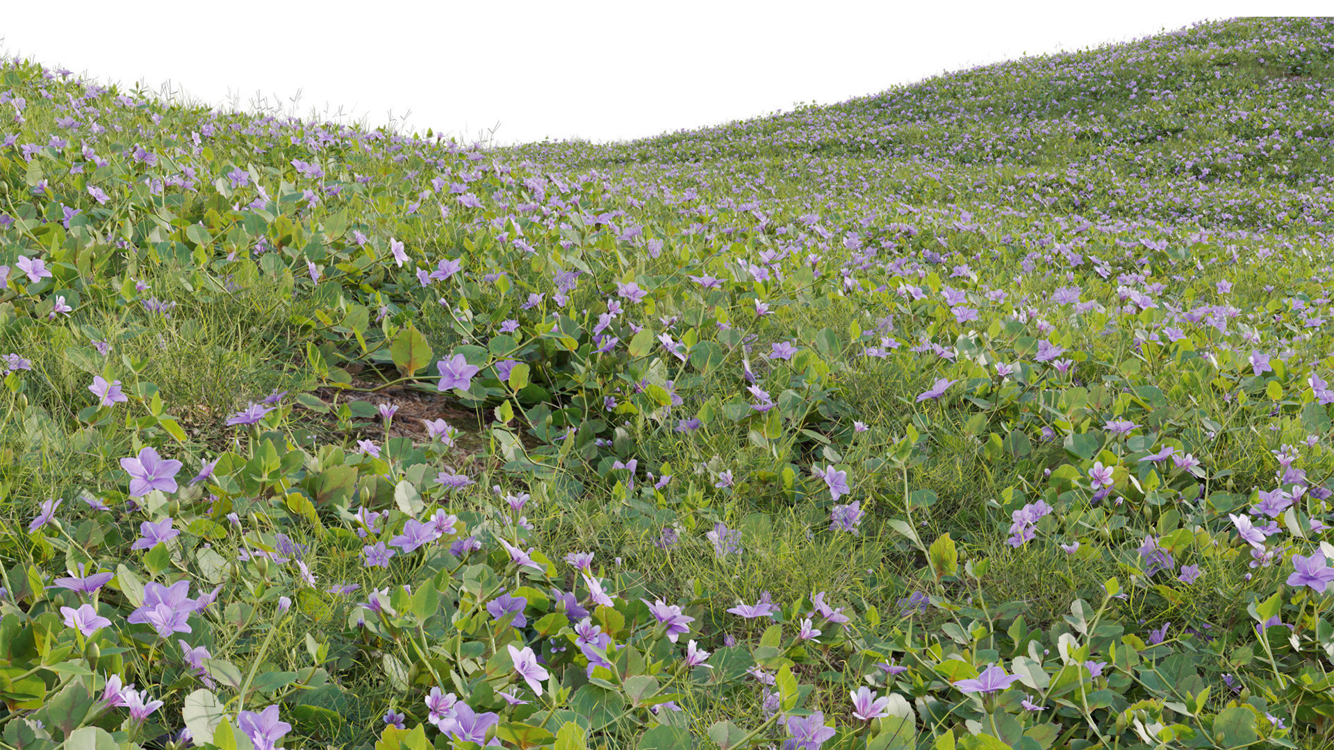 Collection 20 - Grasses 3D model_54