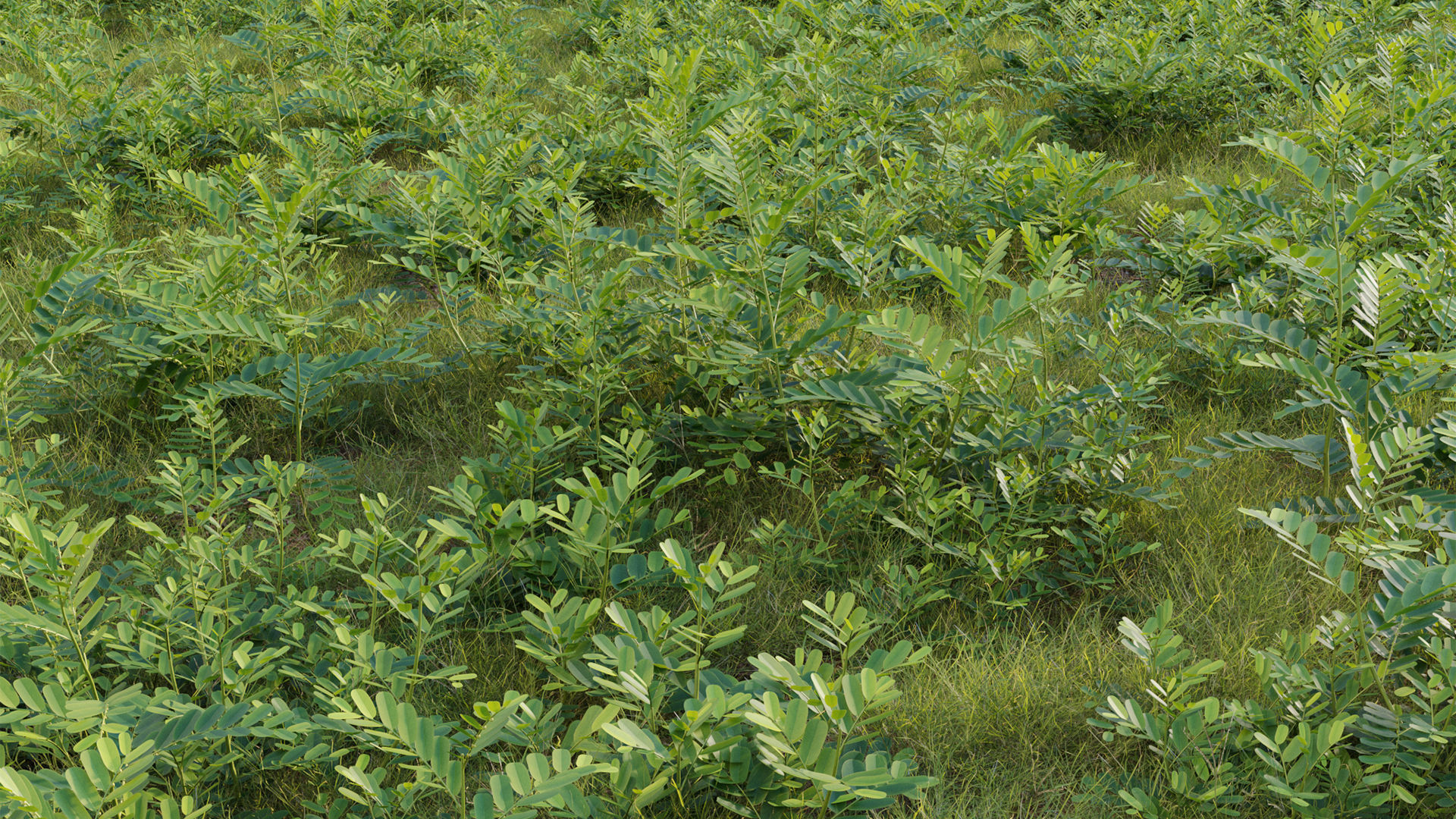 Collection 20 - Grasses 3D model_45