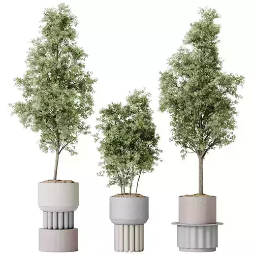 Mission Kalamata Leccino Arbequina Wilsonii Chemlali Olive Set13 3D model