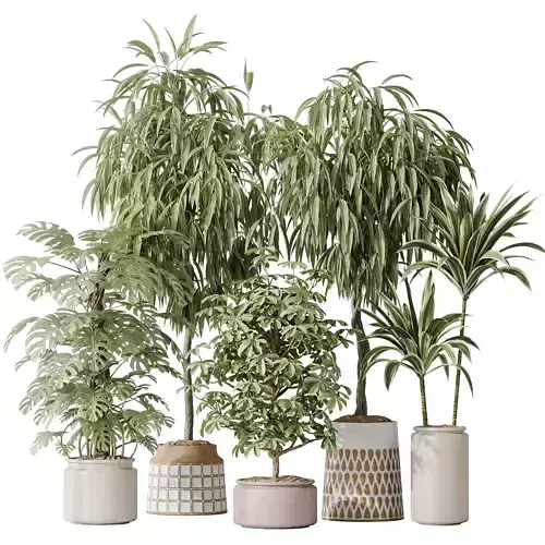 Indoor plant set 39