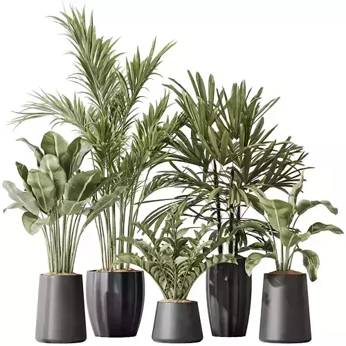 Indoor plant set 40